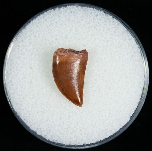 Curved Raptor Tooth From Morocco - #6900
